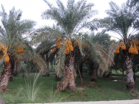 Feasibility Study On Dates Processing Unit