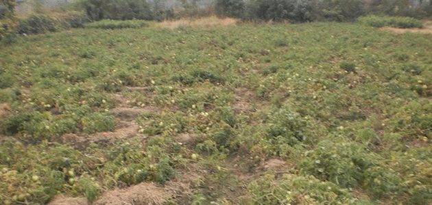 Market Analysis for Food Security Assessment