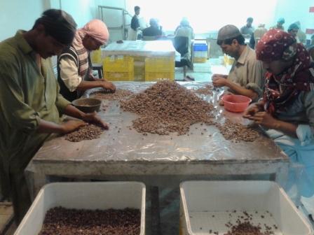 Feasibility Study On Dates Processing Unit