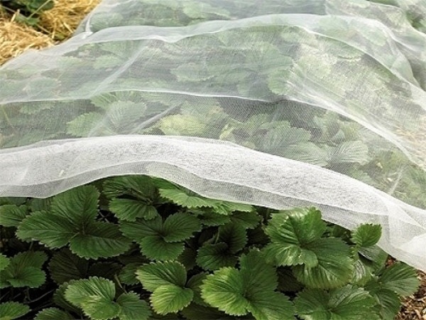 ANTI INSECT NET