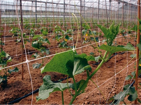 CROP SUPPORT NET