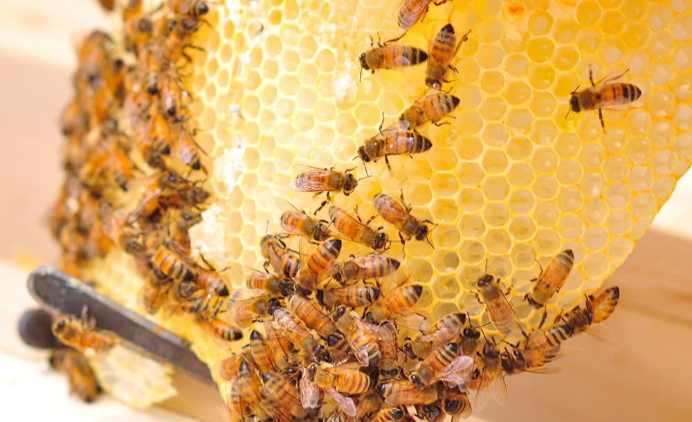 Honey Bees
